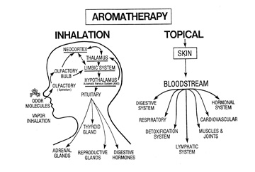 aroma-chart