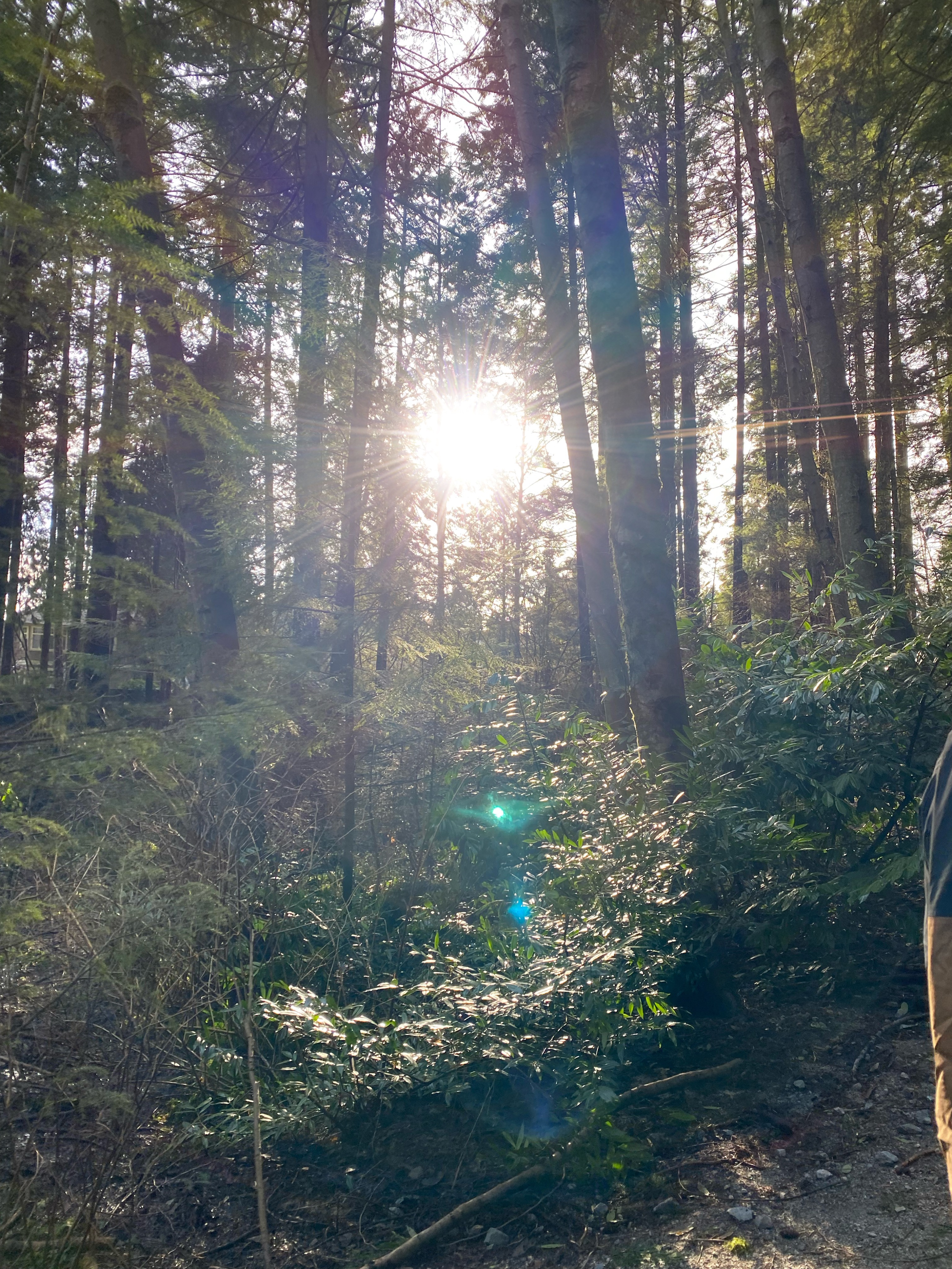 Photo of a forest in Port Coquitlam, sun shining through the branches and leaves